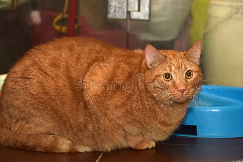 Chat Rouge Tres Gros Photo Stock Image Du Couche Affame