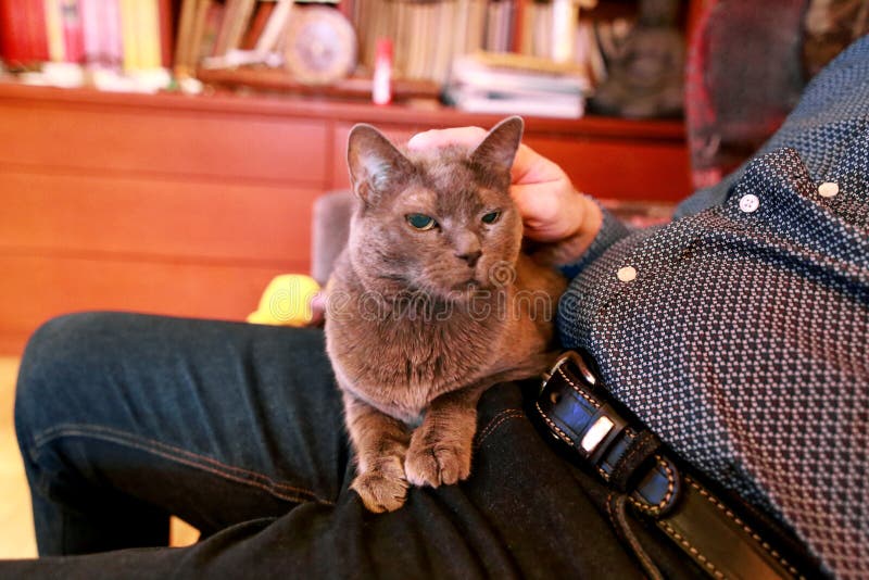 Chat russe bleu détendant, se trouvant et appréciant étant caressé, choyant et ronronnant sur son propriétaire de recouvrement à photo stock Chat russe bleu détendant, se trouvant et appréciant étant caressé, choyant et ronronnant sur son propriétaire de recouvrement à photo stock