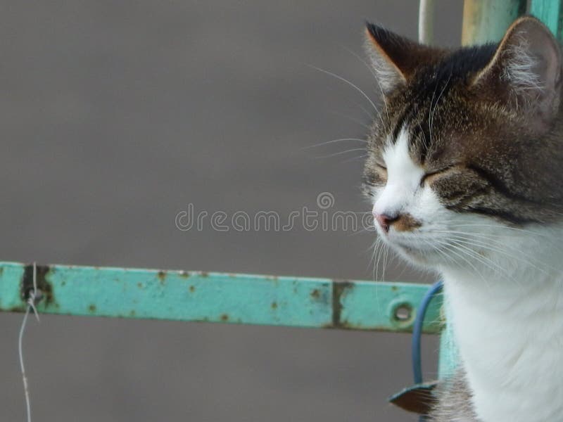 Chat sage photos libres de droits Chat sage photos libres de droits