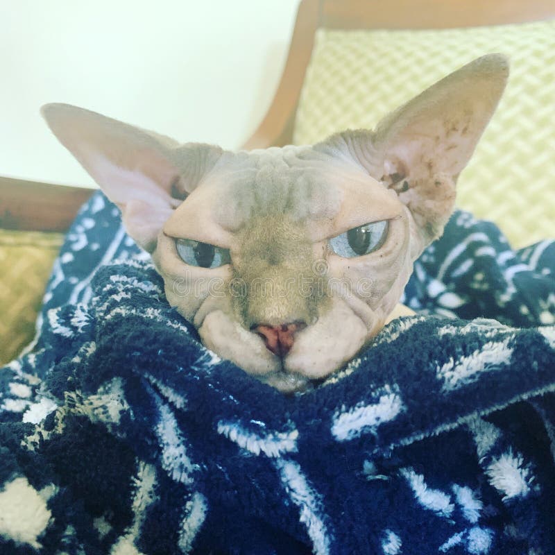 6 668 Photos De Chat Fou Photos De Stock Gratuites Et Libres De Droits De Dreamstime Page 22