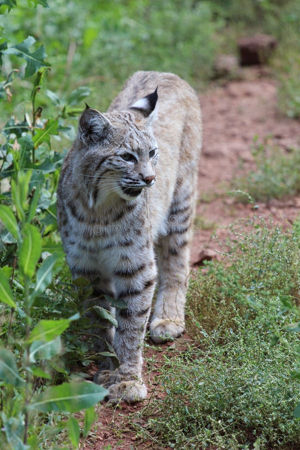 Chat sauvage et x28 ; Rufus& x29 de Lynx ; photo libre de droits Chat sauvage et x28 ; Rufus& x29 de Lynx ; photo libre de droits