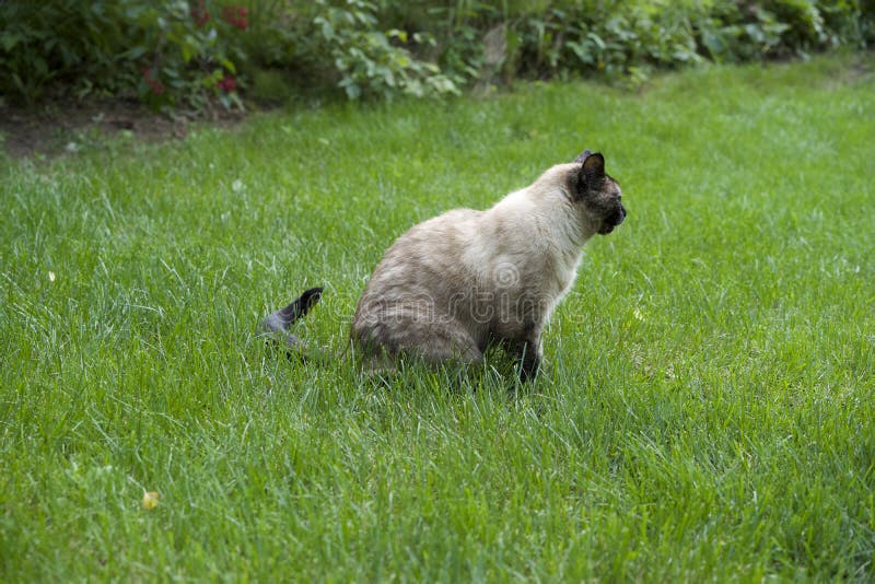 Chat se reposant sur l'herbe photos libres de droits Chat se reposant sur l'herbe photos libres de droits