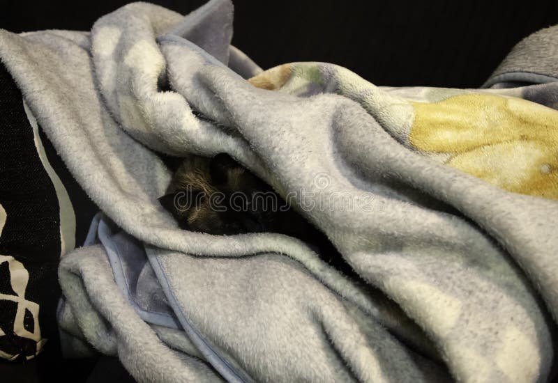 Chat siamois endormi photo stock Chat siamois endormi photo stock