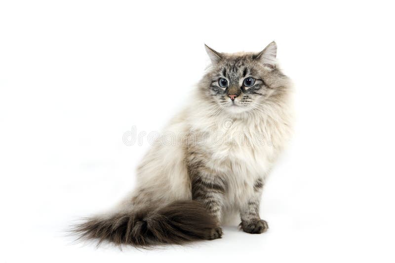 Chat Siberien Stock Photo Image Of Longhair Siberian