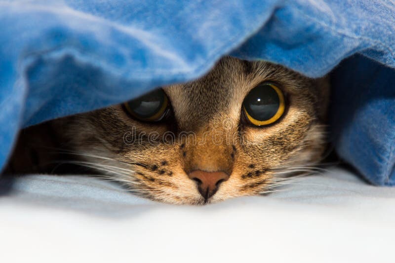 267 Chat Sous Une Couverture Photos Libres De Droits Et Gratuites De Dreamstime