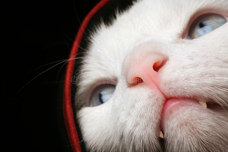 267 Chat Sous Une Couverture Photos Libres De Droits Et Gratuites De Dreamstime