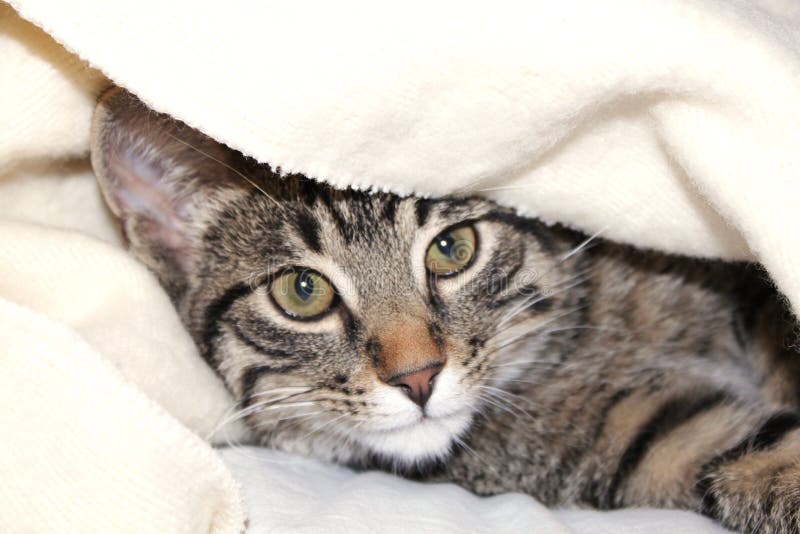 Chat Sous Une Couverture Image Stock Image Du Poilu