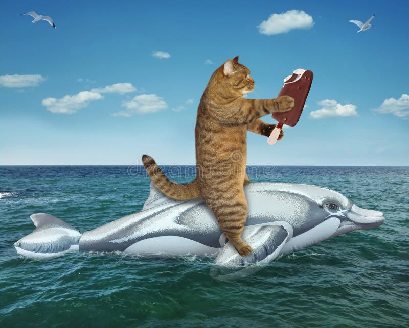 Chat Sur Dauphin Gonflable En Mer Photo Stock Image Du Chat Humeur