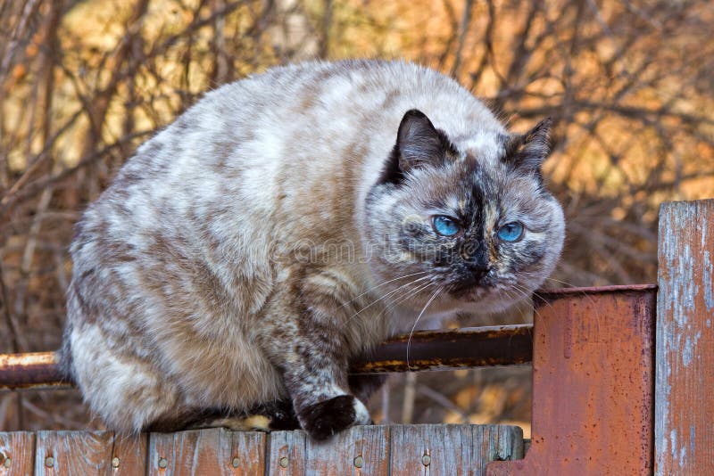 Chat sur la barrière images libres de droits Chat sur la barrière images libres de droits
