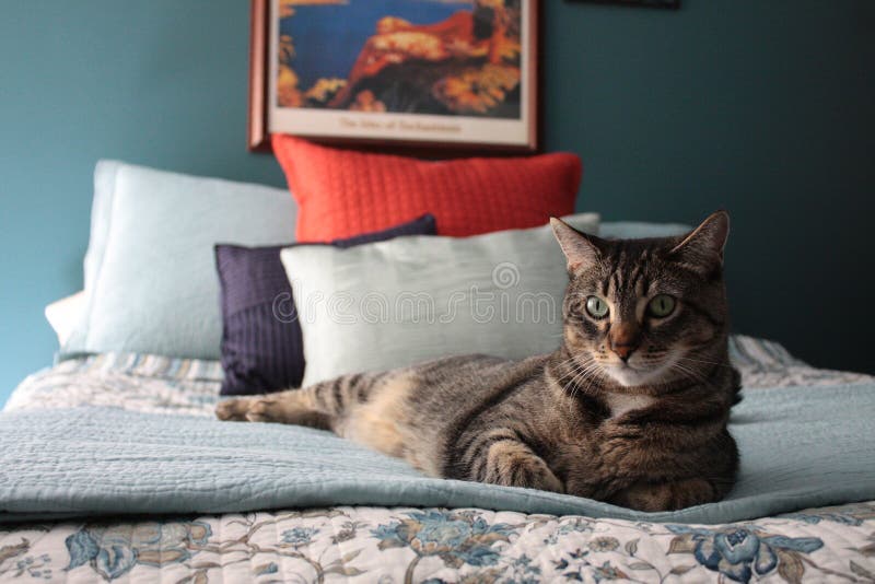 Chat sur le bâti Chat sur le bâti