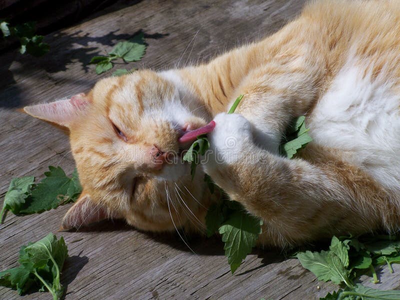 Orange Tabby gorging on catnip. Orange Tabby gorging on catnip