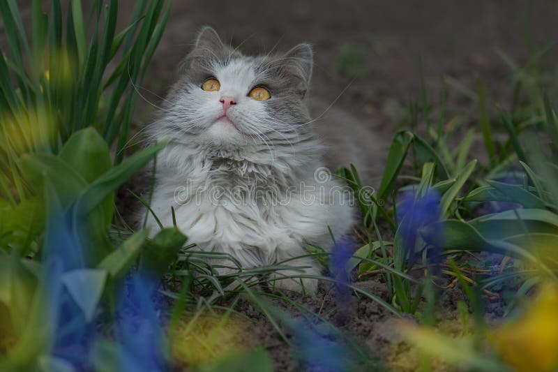 Chat surpris est dehors dans le jardin pour la première fois. chat avec stress ou inconfort dans le jardin image libre de droits Chat surpris est dehors dans le jardin pour la première fois. chat avec stress ou inconfort dans le jardin image libre de droits
