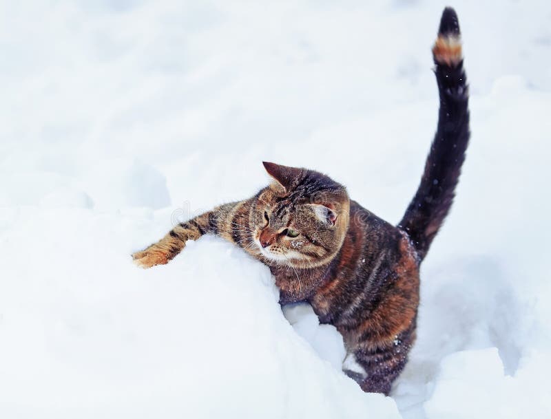 Chat Tigre Drole Jouant Et Chassant Sur La Neige Blanche Dans La Victoire Image Stock Image Du Jour Pedigree Chat Tigre Drole Jouant Et Chassant Sur La Neige Blanche Dans La Victoire Image Stock Image Du Jour Pedigree