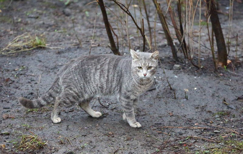 CHAT TIGRE GRIS CLAIR ASSIS