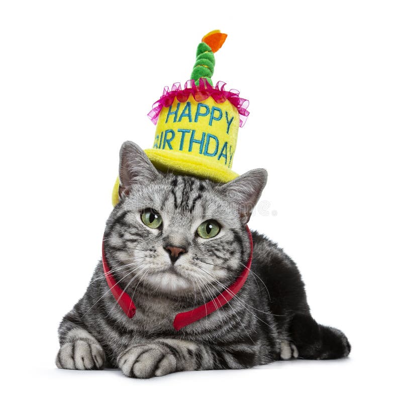 Chat Noir De Joyeux Anniversaire Photos Libres De Droits Et Gratuites De Dreamstime