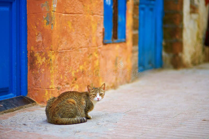 Chat tigré adorable sur une rue dans Essaouira, Maroc images stock Chat tigré adorable sur une rue dans Essaouira, Maroc images stock