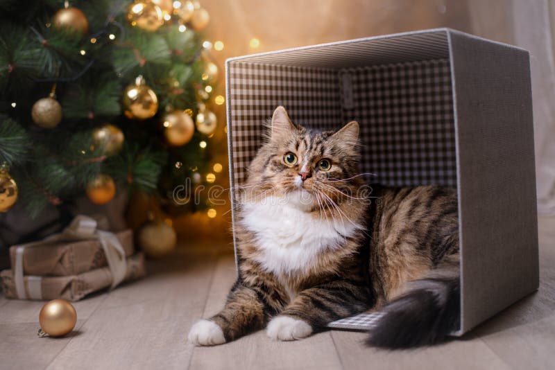 Chat tigré et heureux Saison 2017, nouvelle année de Noël photographie stock Chat tigré et heureux Saison 2017, nouvelle année de Noël photographie stock