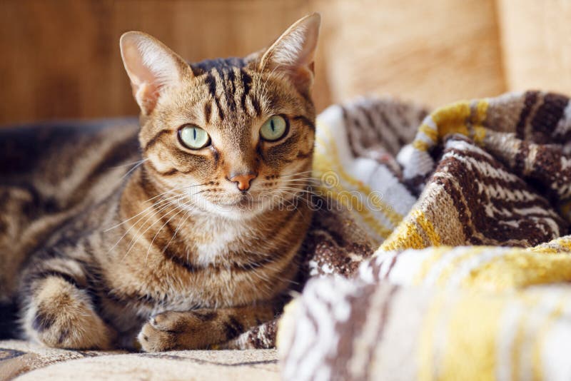 Chat tigré se trouvant sur un sofa à la maison photos stock Chat tigré se trouvant sur un sofa à la maison photos stock
