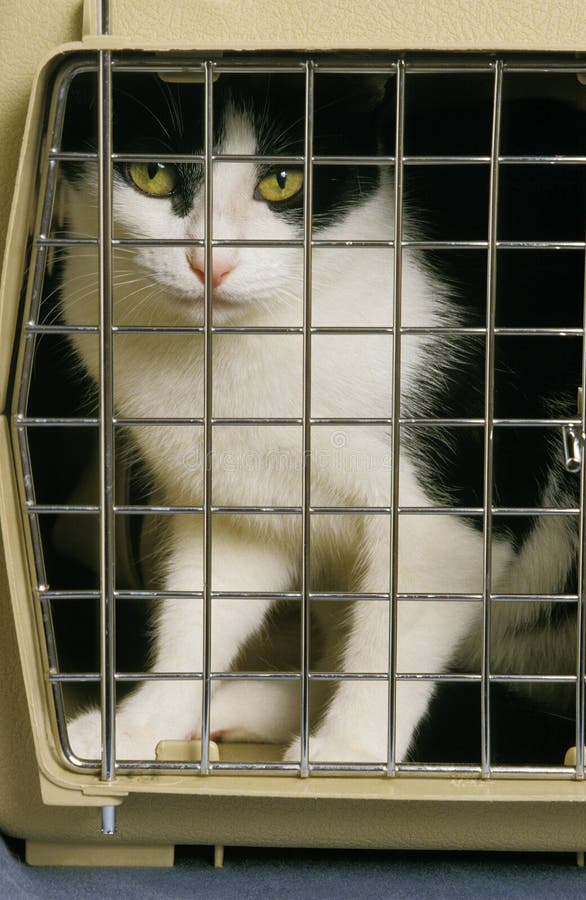 Transport cage chat Cage de