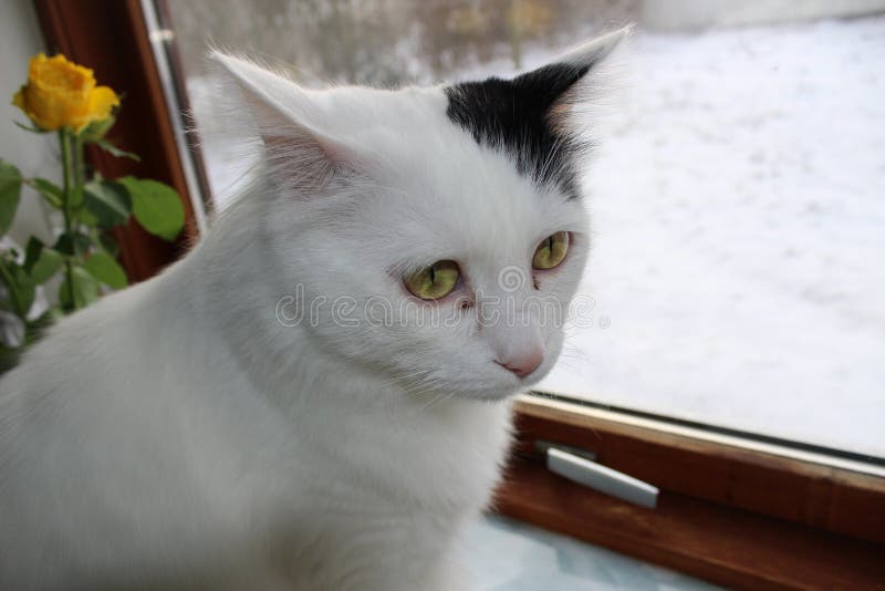 Chat Turc Van Angora De Race Image Stock Image Du Ecologie Beaute