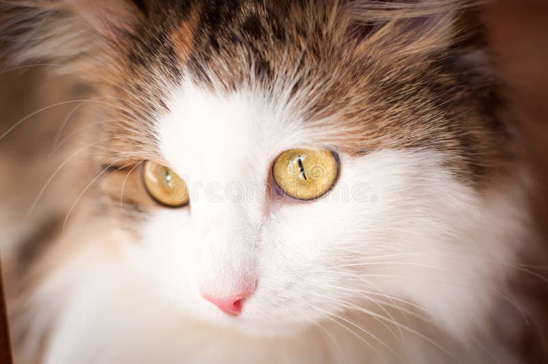 Chat velu et rouge se reposant à la lumière du soleil lumineuse images stock Chat velu et rouge se reposant à la lumière du soleil lumineuse images stock