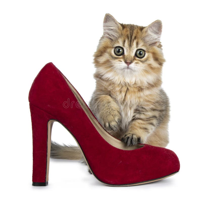 Chaton A Cheveux Longs Britannique D Or Adorable Superbe De Chat Se Reposant A Cote D Une Chaussure Rouge De Talon Haut Semblant Image Stock Image Du Lentille Fourgon Chaton A Cheveux Longs Britannique D Or Adorable Superbe De Chat Se Reposant A Cote D Une Chaussure Rouge De Talon Haut Semblant Image Stock Image Du Lentille Fourgon