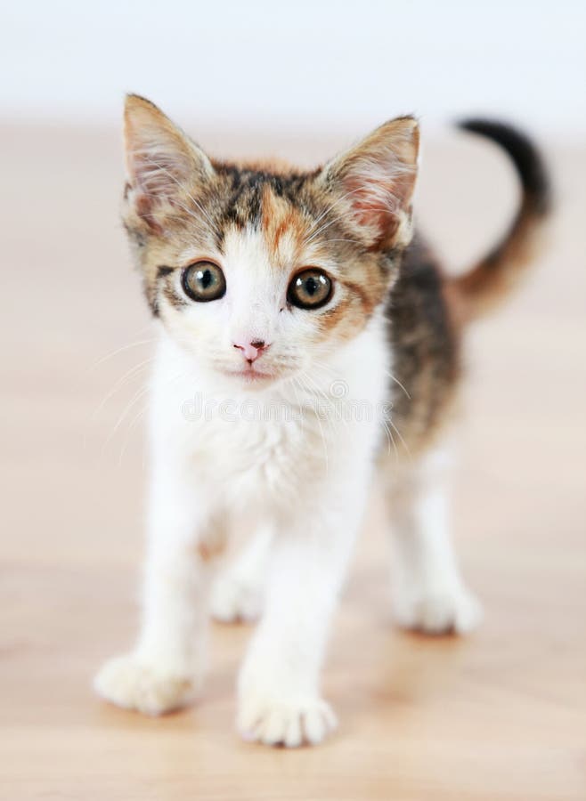 Chaton images stock Chaton images stock
