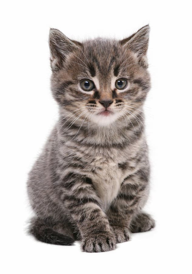 chaton chaton
