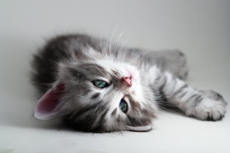 chaton images libres de droits chaton images libres de droits