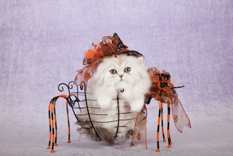 Chaton argenté de chinchilla utilisant le chapeau de sorcière de Halloween se reposant à l'intérieur du panier en métal de forme images libres de droits Chaton argenté de chinchilla utilisant le chapeau de sorcière de Halloween se reposant à l'intérieur du panier en métal de forme images libres de droits
