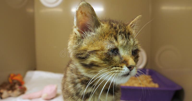 Chaton avec des yeux mal sniffe curieusement l'objectif de la caméra. sauvetage d'un petit chaton malade pour sans-abri par des vé banque de vidéos