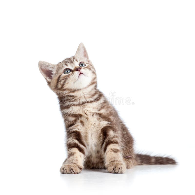Chaton avec du charme de chat recherchant images stock Chaton avec du charme de chat recherchant images stock