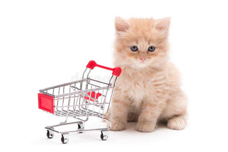 Chaton avec le caddie image libre de droits Chaton avec le caddie image libre de droits
