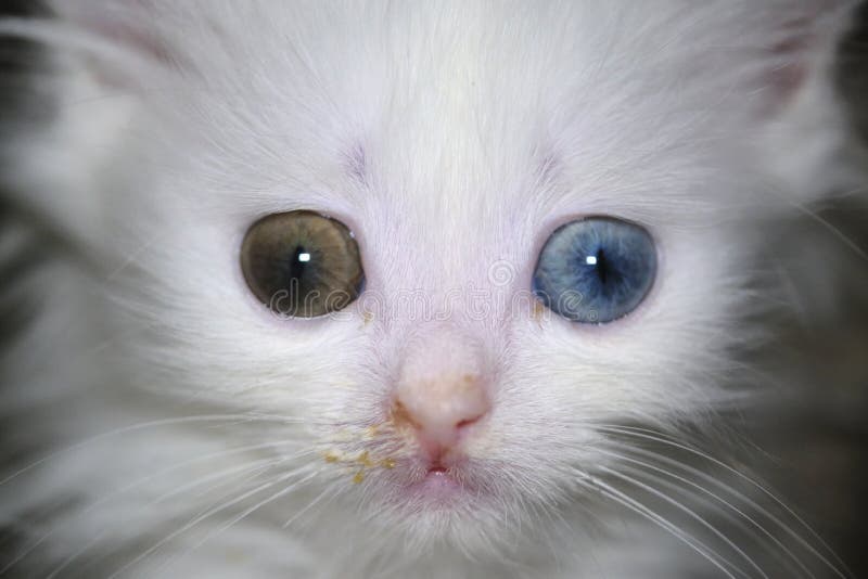 Chat Avec Le Heterochromia Chat Blanc Avec Differents Yeux Chaton Aux Yeux Impairs Photo Stock Image Du Isolement Adorable Chat Avec Le Heterochromia Chat Blanc Avec Differents Yeux Chaton Aux Yeux Impairs Photo Stock Image Du Isolement Adorable