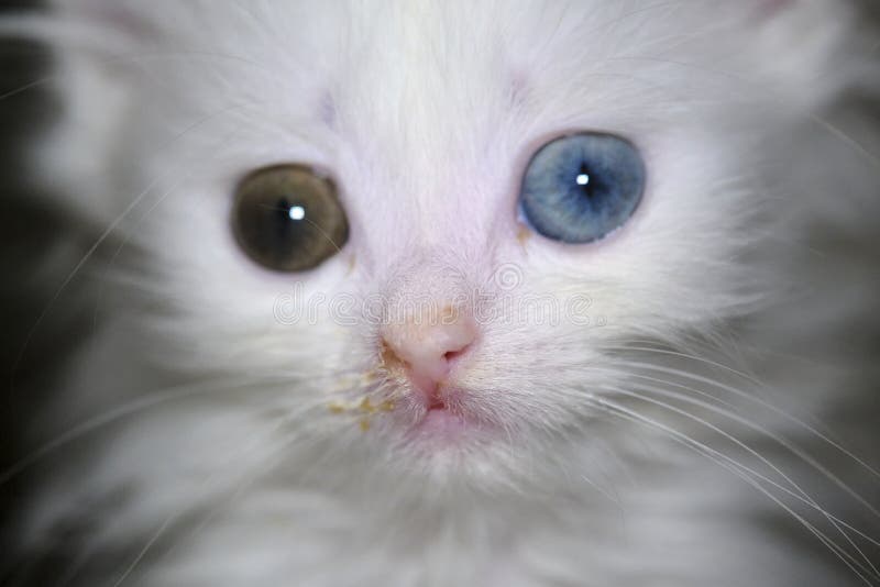 Chat Avec Le Heterochromia Chat Blanc Avec Differents Yeux Chaton Aux Yeux Impairs Photo Stock Image Du Isolement Adorable Chat Avec Le Heterochromia Chat Blanc Avec Differents Yeux Chaton Aux Yeux Impairs Photo Stock Image Du Isolement Adorable