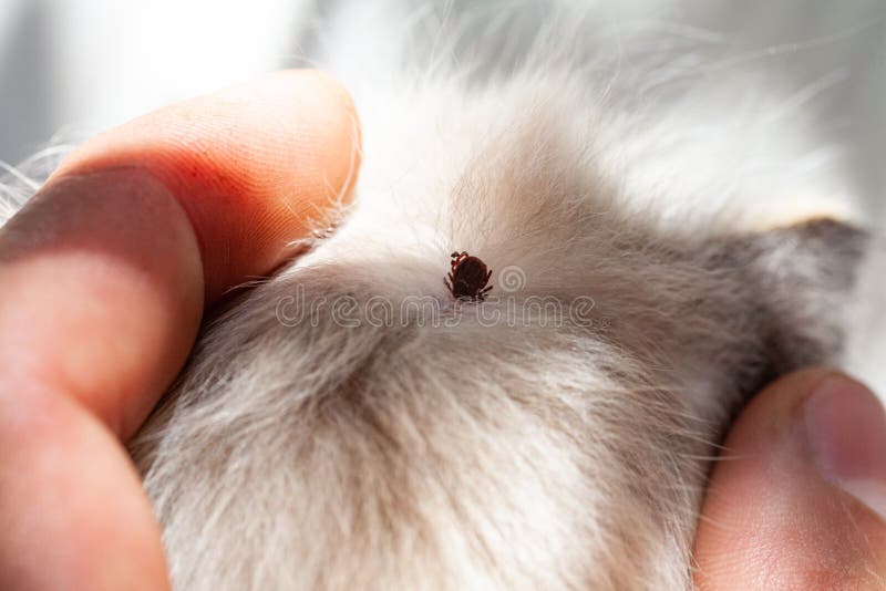 Chaton Avec Des Tiques Tiques Attachees A La Peau Du Chat Morsure De Tique Image Stock Image Du Fourrure Fond
