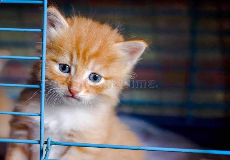 Chaton avec les yeux tristes photos libres de droits Chaton avec les yeux tristes photos libres de droits