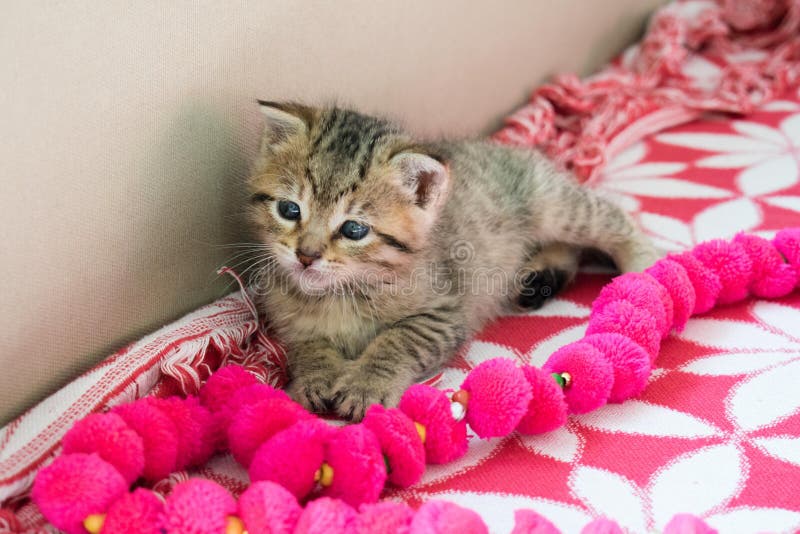 Chaton barré de tigre sur la couverture, minou mignon de 3 semaines petit avec des yeux bleus photos stock Chaton barré de tigre sur la couverture, minou mignon de 3 semaines petit avec des yeux bleus photos stock