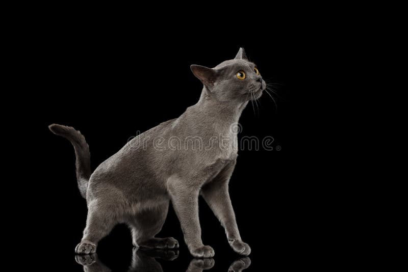 Chaton birman bleu sur le fond noir d'isolement image libre de droits Chaton birman bleu sur le fond noir d'isolement image libre de droits