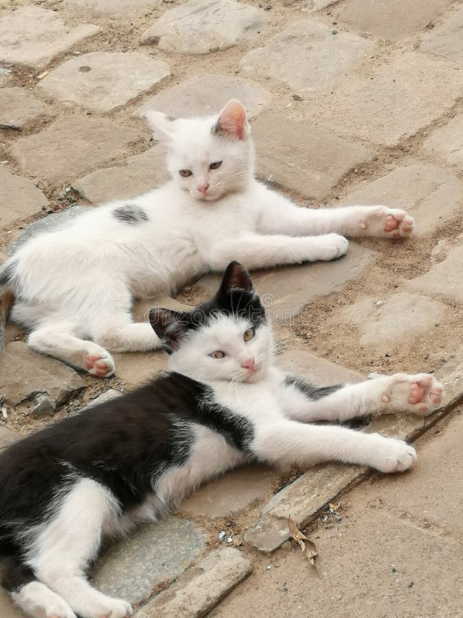 Chaton images stock Chaton images stock