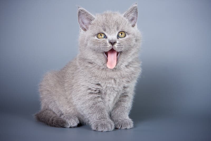 Chaton britannique images libres de droits Chaton britannique images libres de droits
