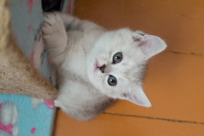 Chaton britannique gris assez blanc accrochant sur la maison de chat et recherchant photographie stock Chaton britannique gris assez blanc accrochant sur la maison de chat et recherchant photographie stock