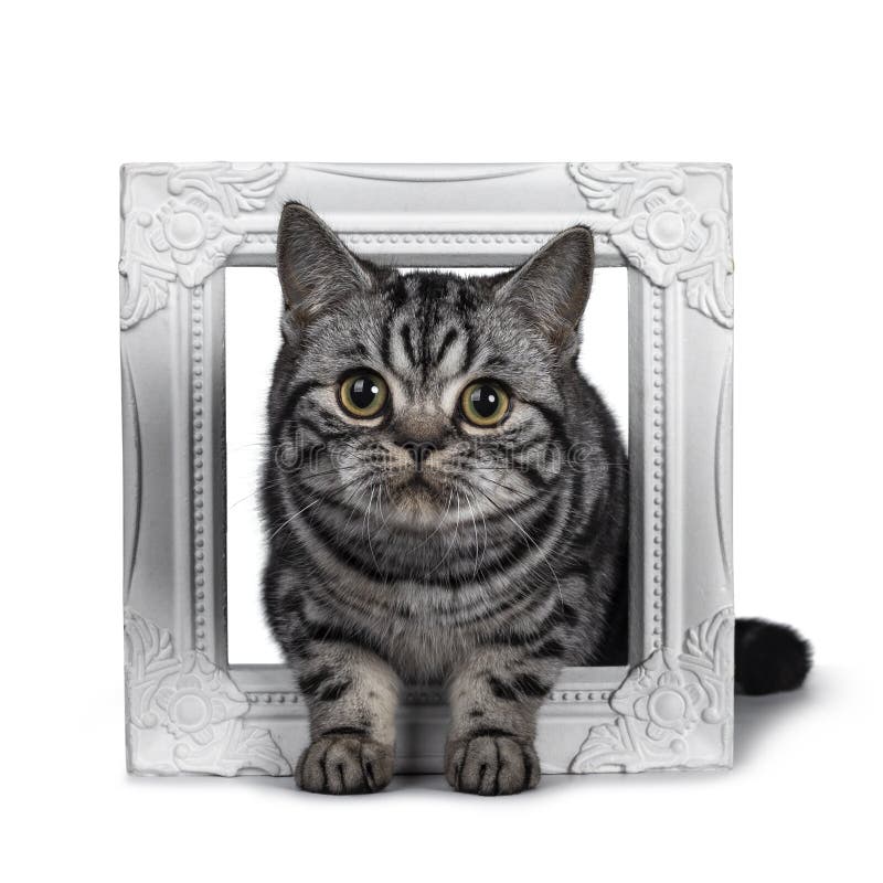 Chaton Britannique Tigre Fonce Mignon De Chat De Shorthair D Isolement Sur Le Fond Blanc Photo Stock Image Du Jeune Isolement Chaton Britannique Tigre Fonce Mignon De Chat De Shorthair D Isolement Sur Le Fond Blanc Photo Stock Image Du Jeune Isolement