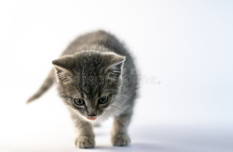 Chaton curieux gris mignon venant à la caméra images stock Chaton curieux gris mignon venant à la caméra images stock