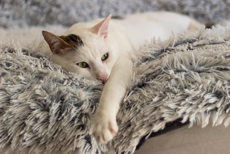 Chaton d'animaux de chats de maison de chat ma beauté de chat d'oeil vert d'ami petite comme elle images stock Chaton d'animaux de chats de maison de chat ma beauté de chat d'oeil vert d'ami petite comme elle images stock