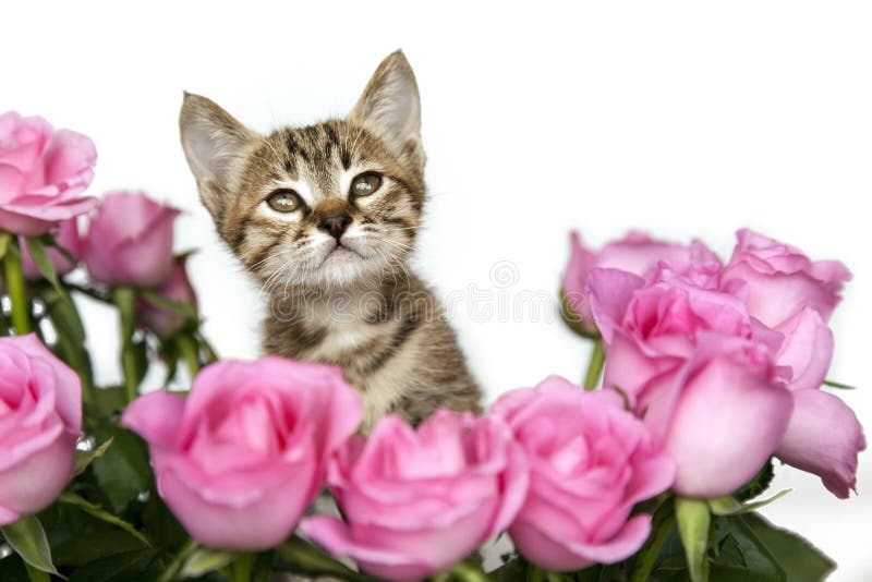 Chaton dans les roses roses photo libre de droits Chaton dans les roses roses photo libre de droits