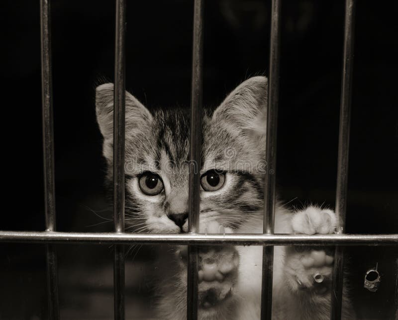 Chaton dans une cage photo stock. Image du barres, cage 16776546