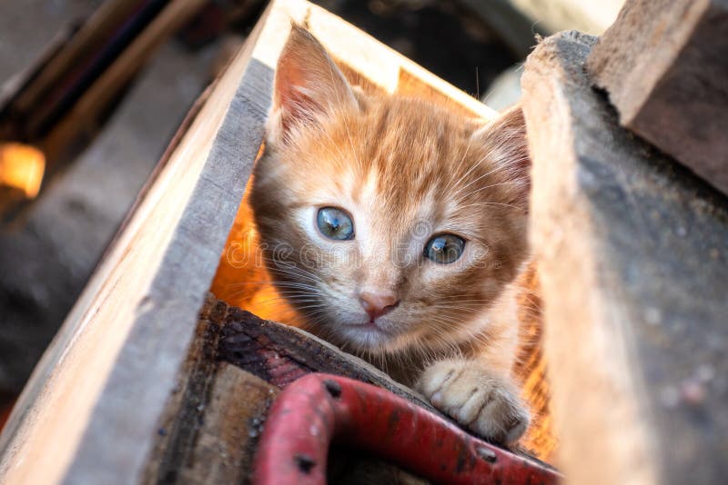Chaton Au Bord De Mer Photo Stock Image Du Minou Cheri Chaton Au Bord De Mer Photo Stock Image Du Minou Cheri