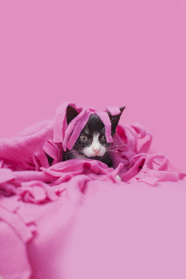 chaton qui se cache derrière un nounours Stock Photo