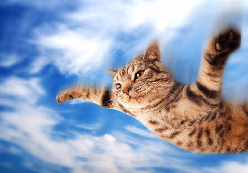 https://thumbs.dreamstime.com/b/chaton-dr%C3%B4le-volant-12351122.jpg